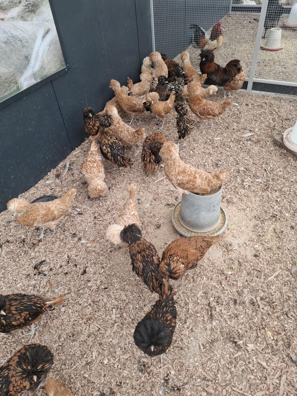 Ruime keuze uit padua hennen