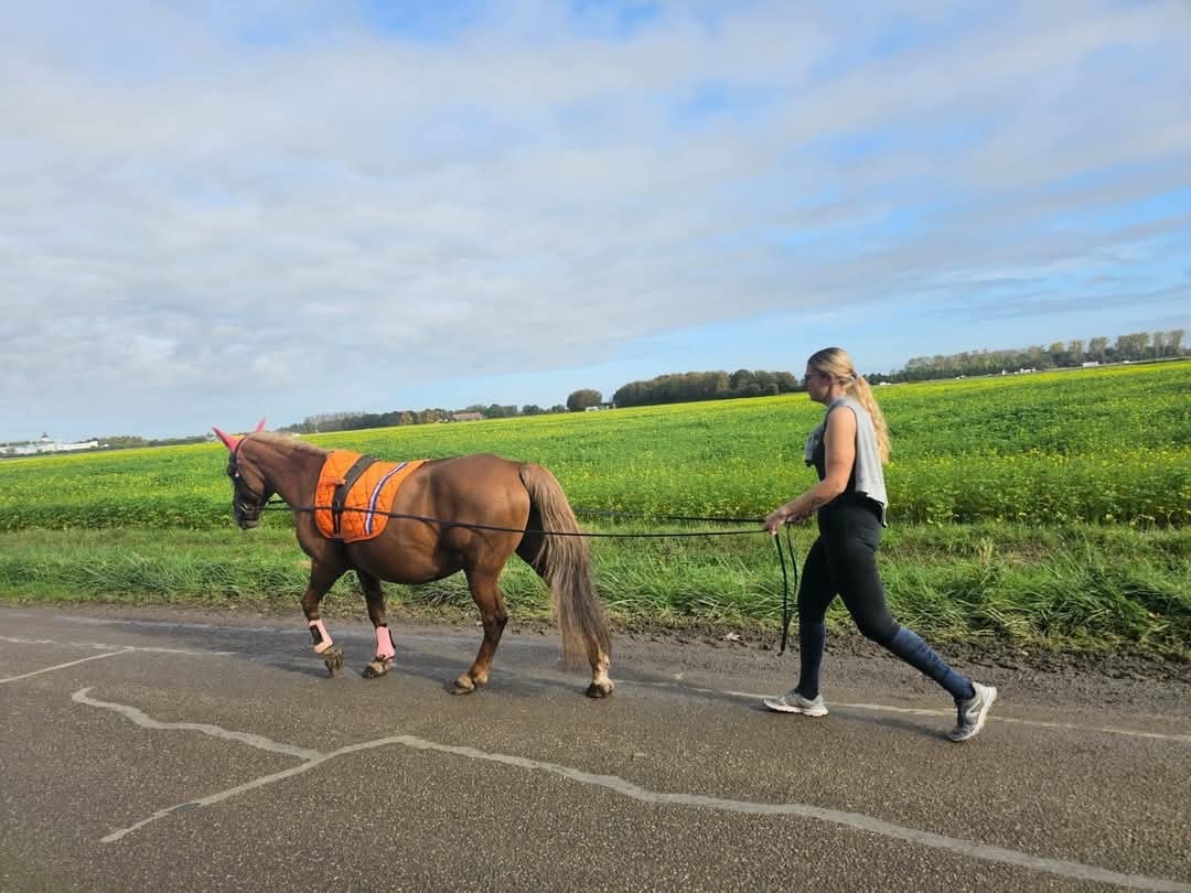 Super lieve d pony.