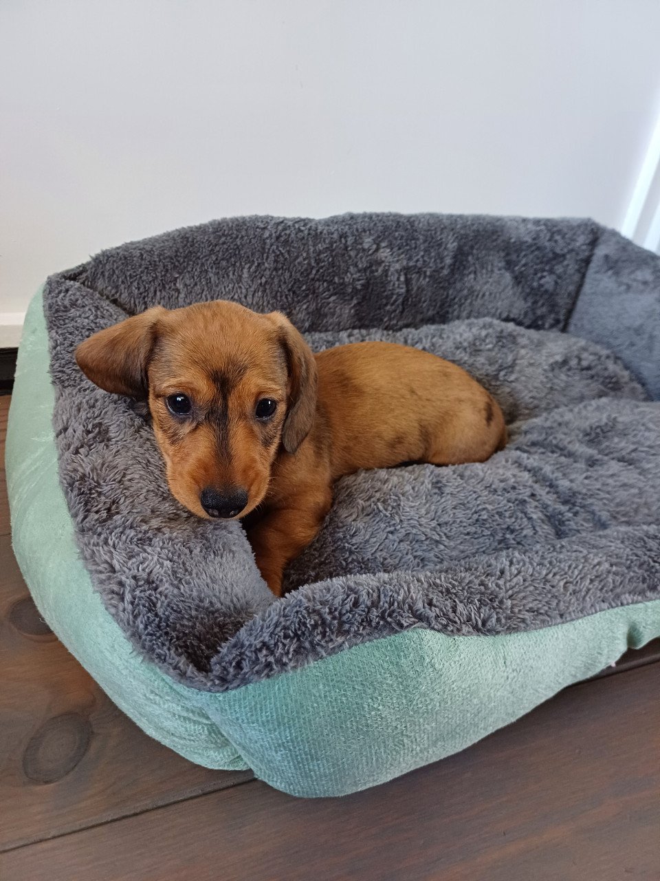 Super vrolijke Dwerg Teckel pups