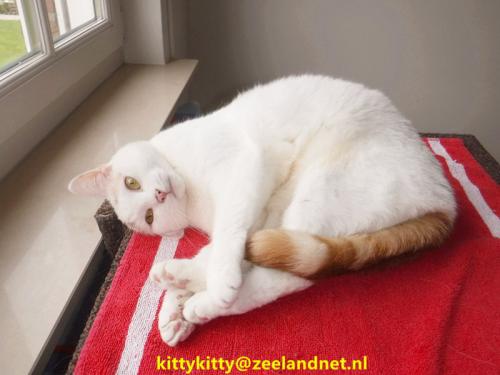 Kattenhotel Kitty Kitty, in Axel