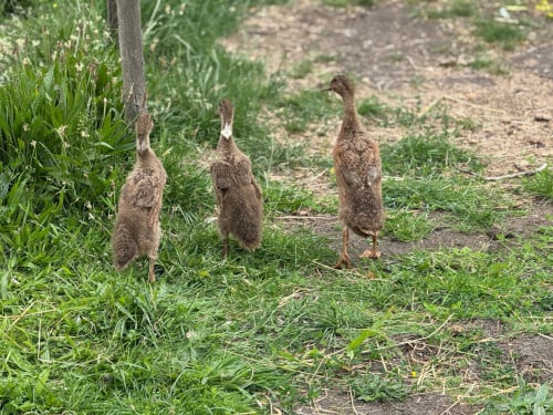 3 jonge loopeenden