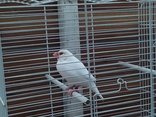 Rijstvogel