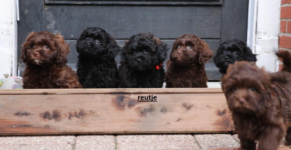 Shihpoo pups beschikbaar ( choco bruin en zwart gestroomd )