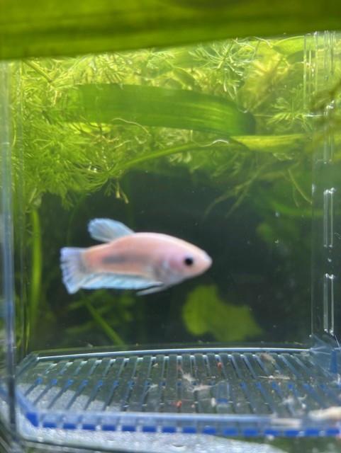 Siamese kempvissen  beta