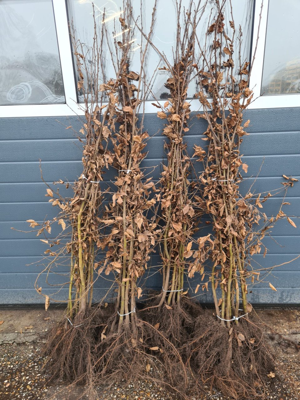 Haagbeuk - Carpinus Betulus in alle maten