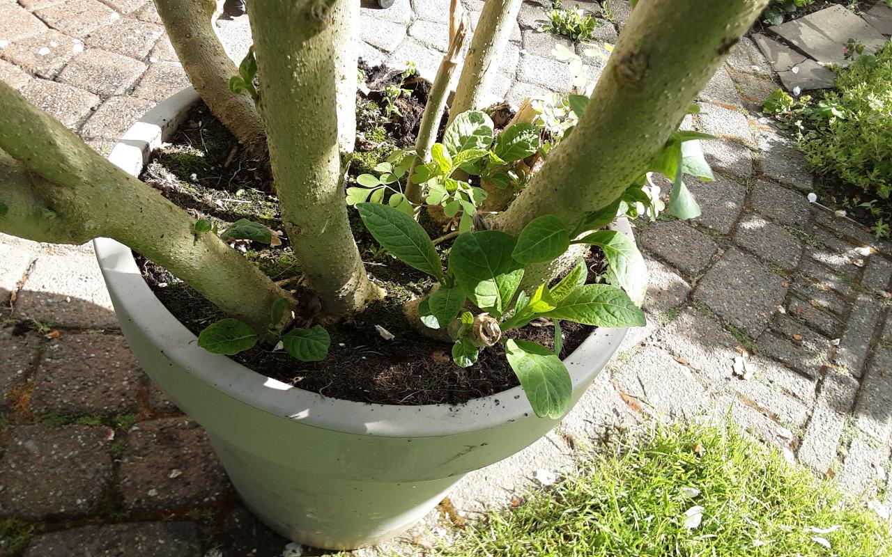 Datura Brugmansia