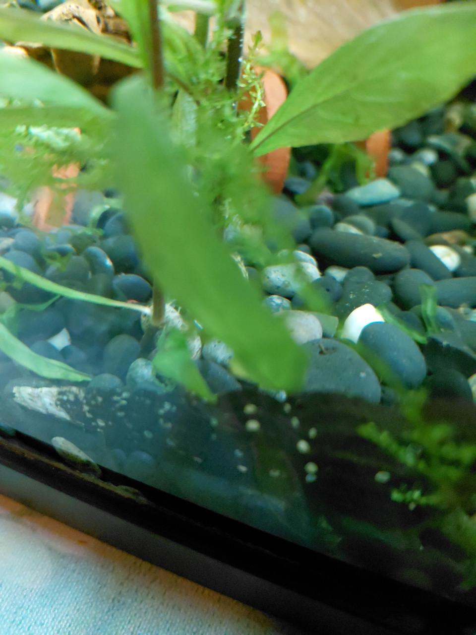 Puntslakken Aquarium.