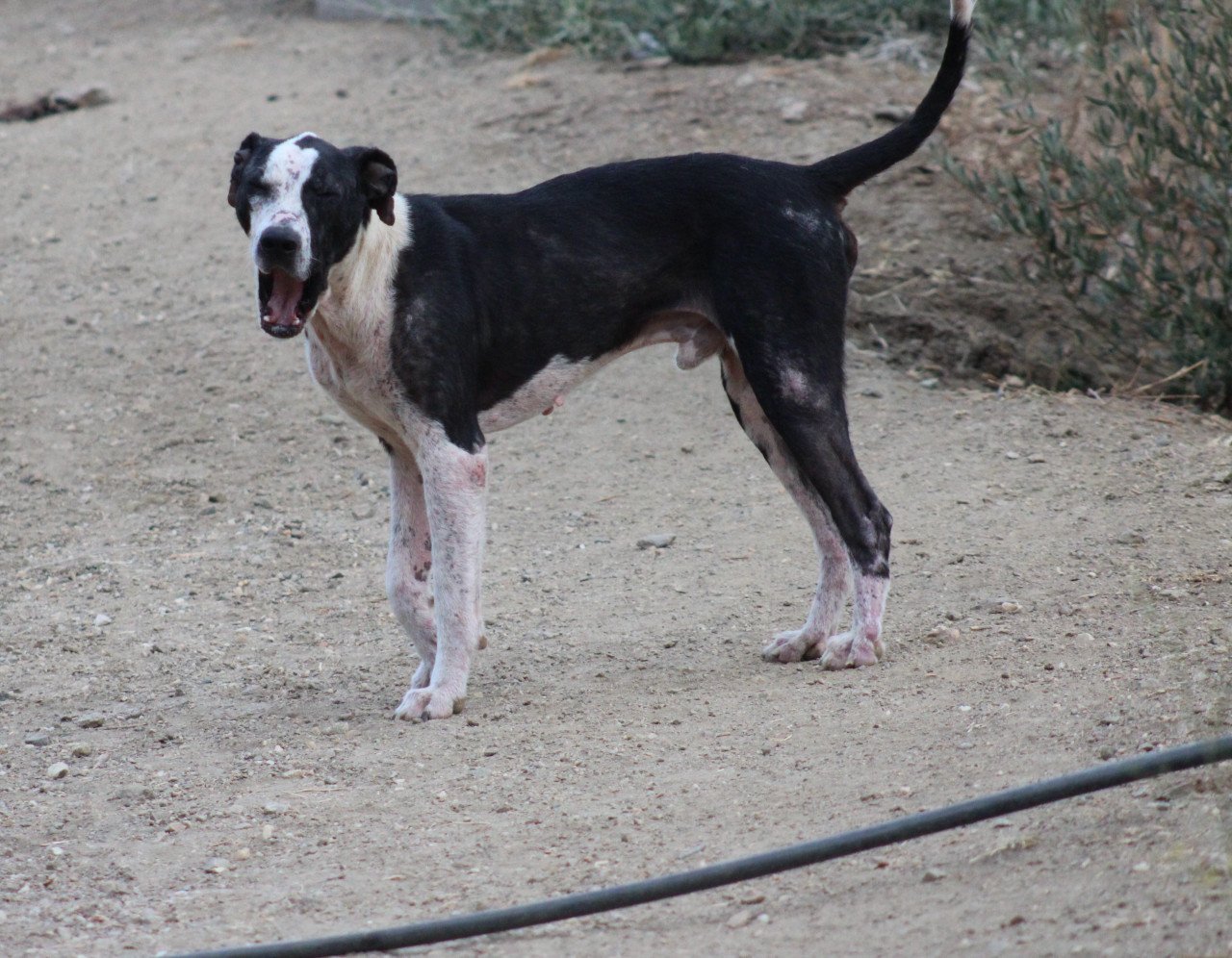 Alora Dog Rescue: Onyx, op tijd gered en nu klaar voor een nieuwe start