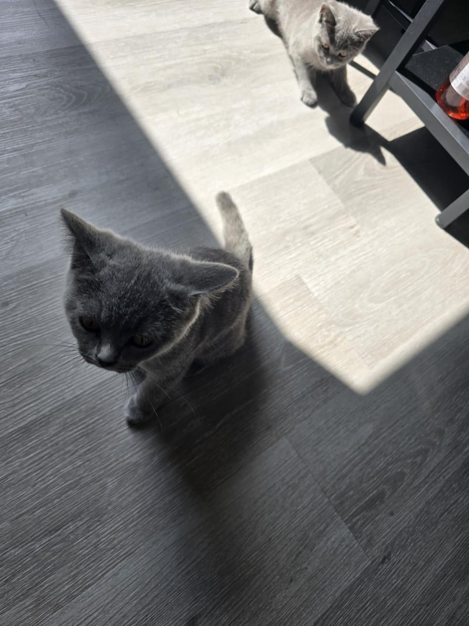 Kitten