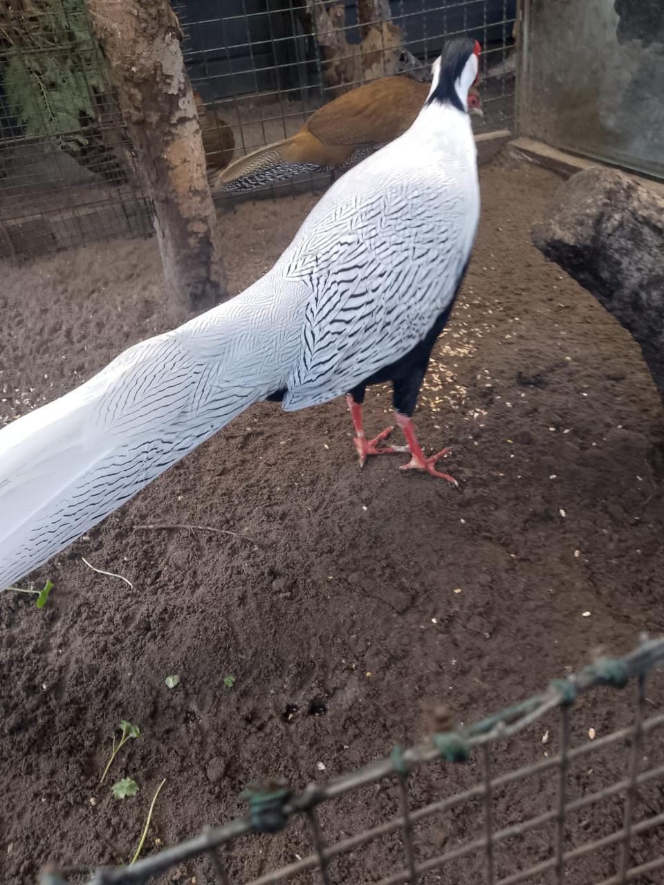 Koppel goudfazant en zilverfazant