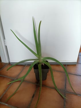 Mooie Aloë Vera plant. Voor € 4,- op te halen in Zierikzee.