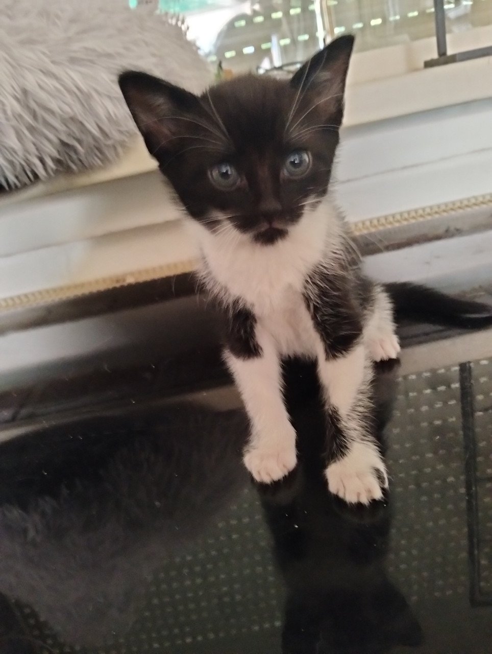 2 kittens