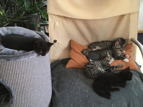 Kittens, 8 weken oud