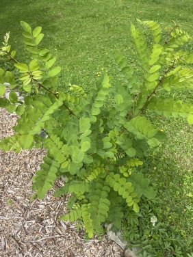 Robinia Acasia boom