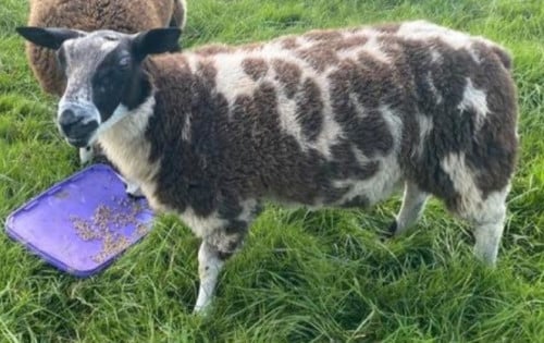 Dekram klaar met dekken hier RAM schaap schapen