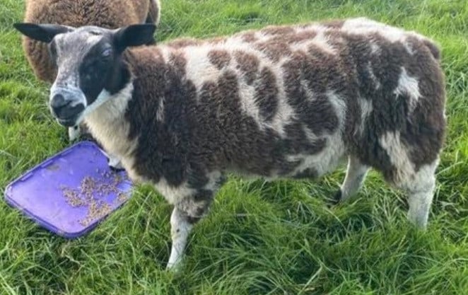 Dekram klaar met dekken hier RAM schaap schapen
