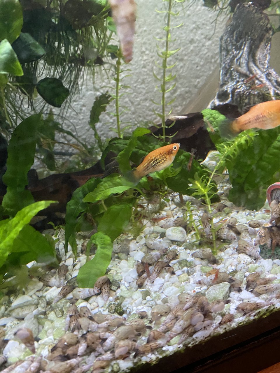 Platys