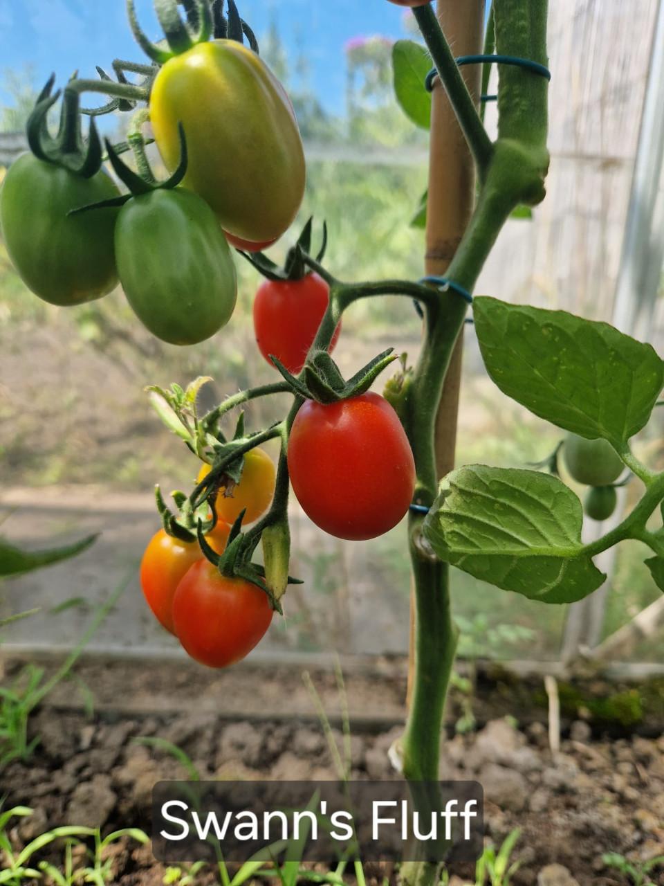 Zaden van allerlei onbespoten tomaten
