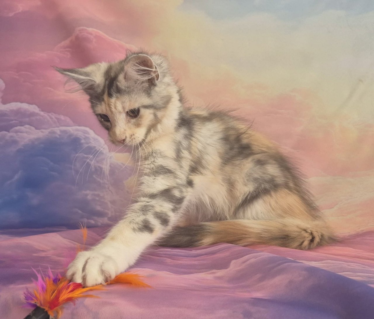Maine coon poesje met stamboom polydactyl
