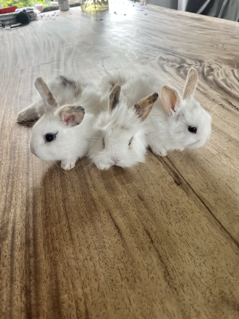 Baby konijntjes