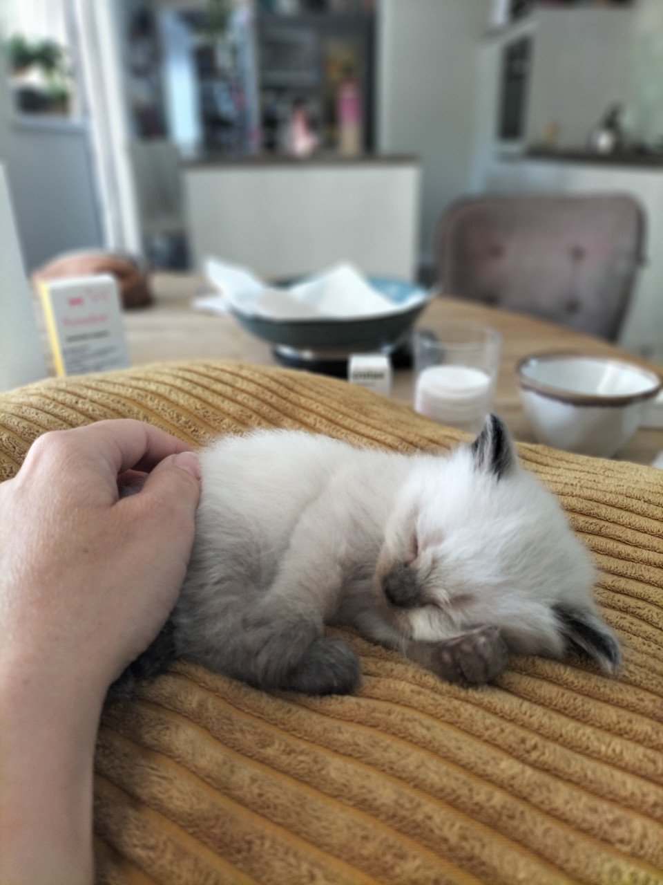 Super snoezige ragdoll kittens