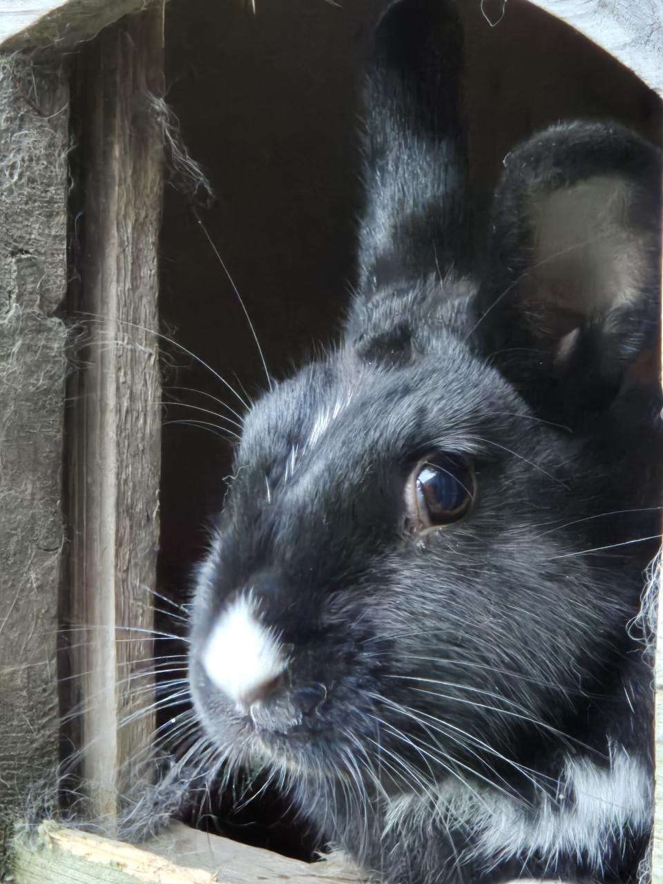 Konijn zoekt nieuw baasje