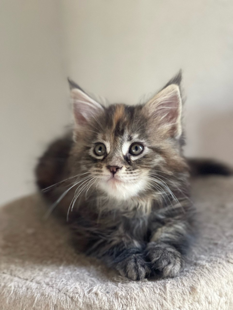 Maine Coon xxl kittens