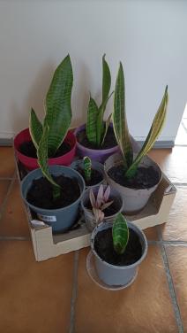 Sansevieria/Vrouwentong planten. De grootste planten rond de 30/35 cm hoog