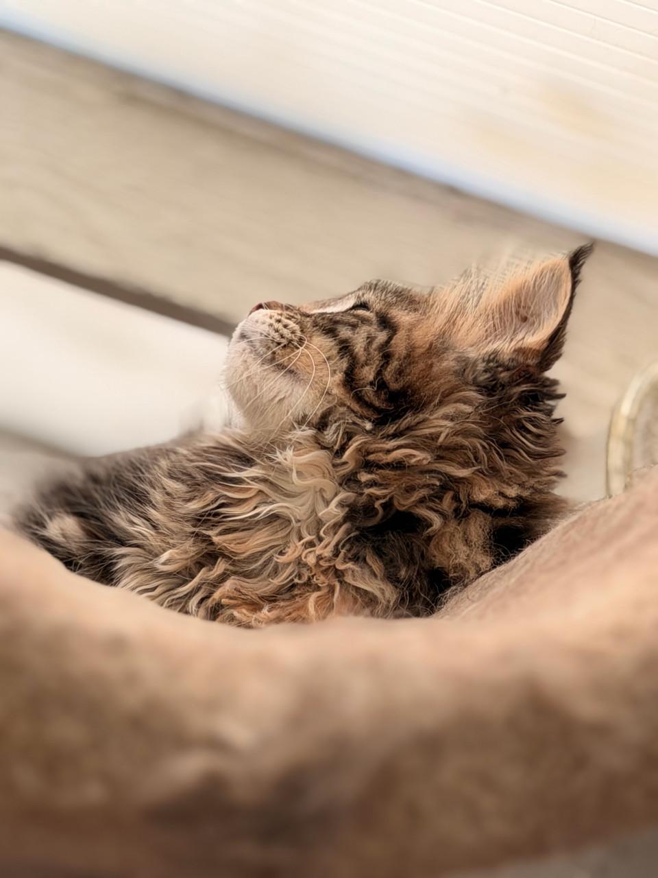 Maine Coon kitten