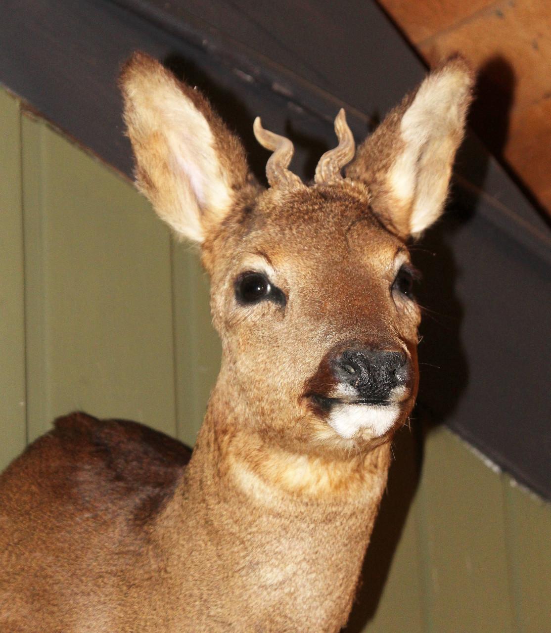 Kleine ree (taxidermie)