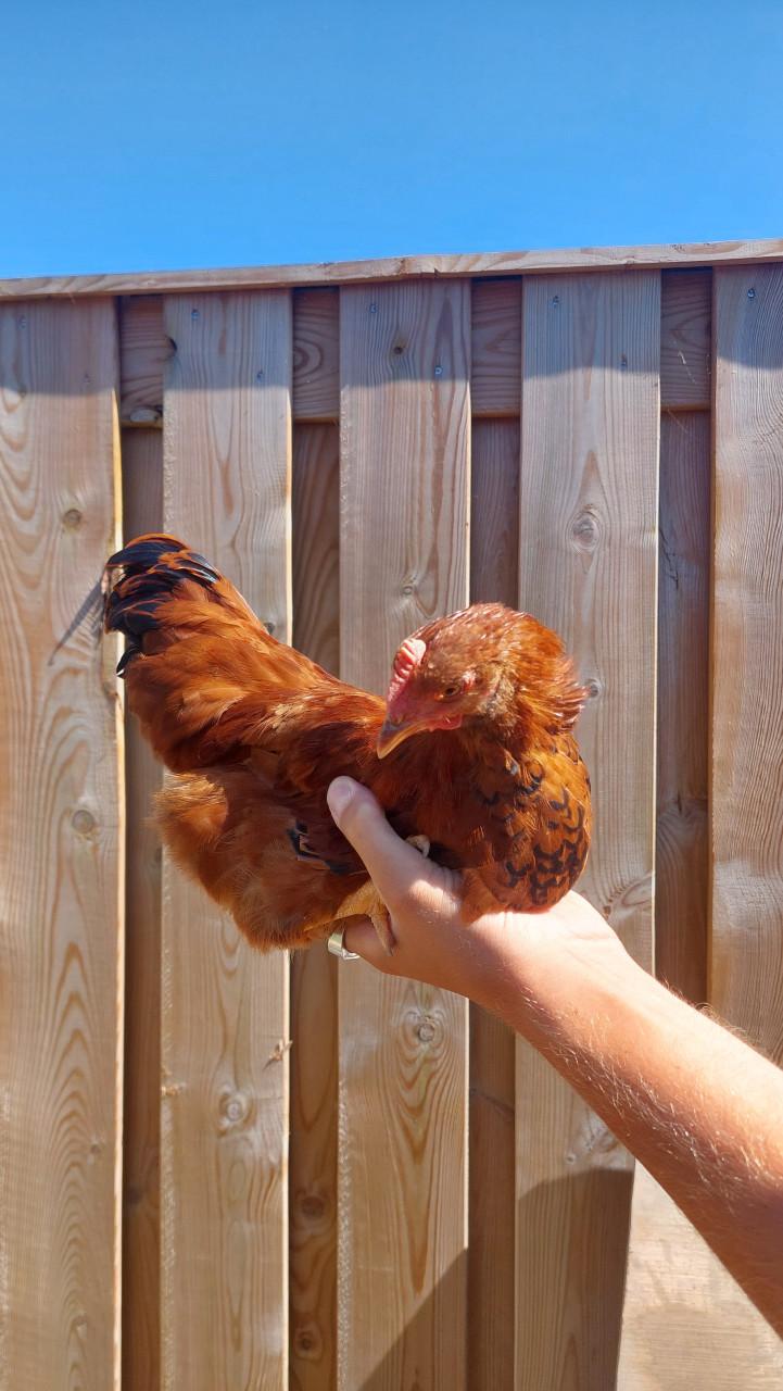 1 hen en 4 hanen zoeken een huisje!