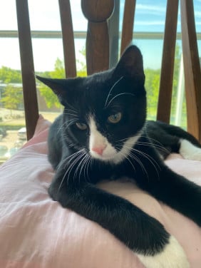 Jonge kater (6maanden)