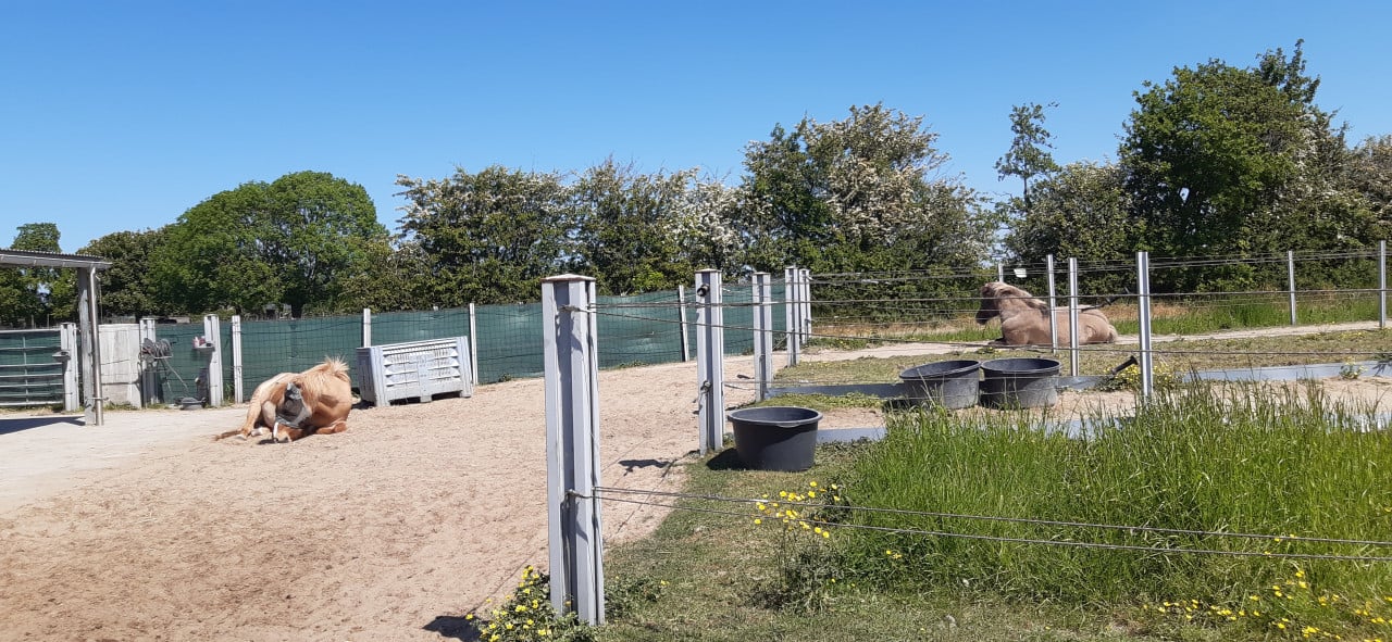 Plekje vrij op paddock paradise Oostkapelle