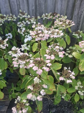 Hortensia's