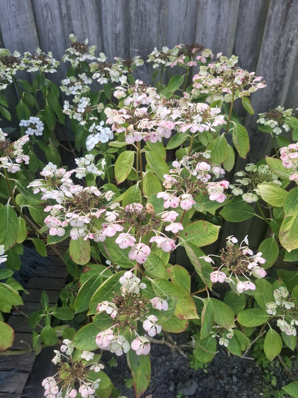Hortensia's