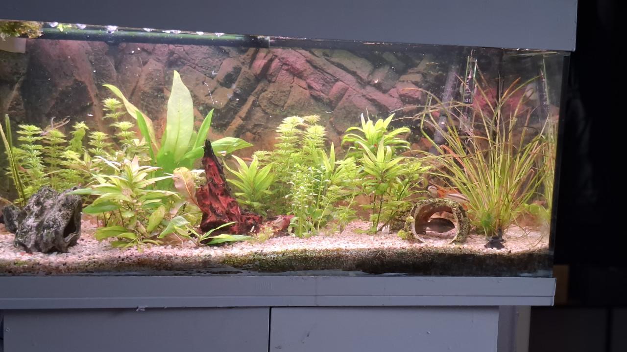 Aqarium