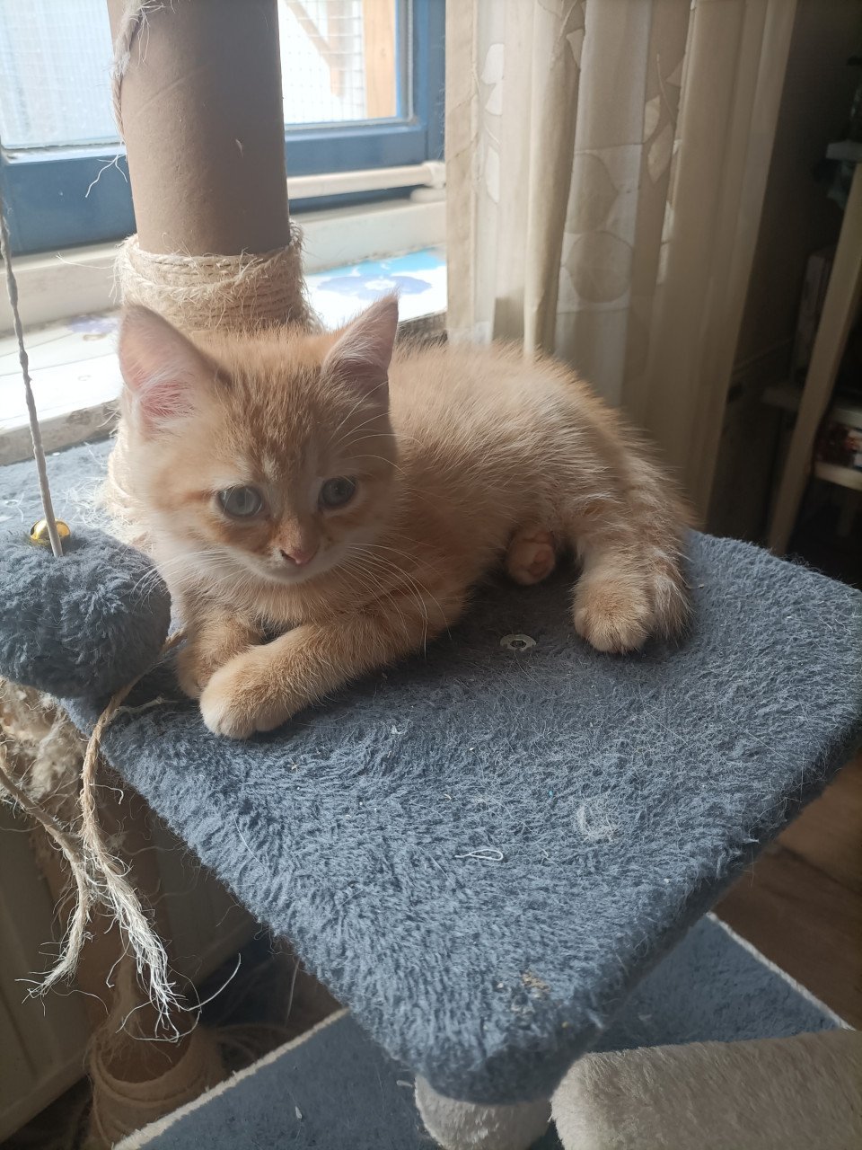 Kruising kittens