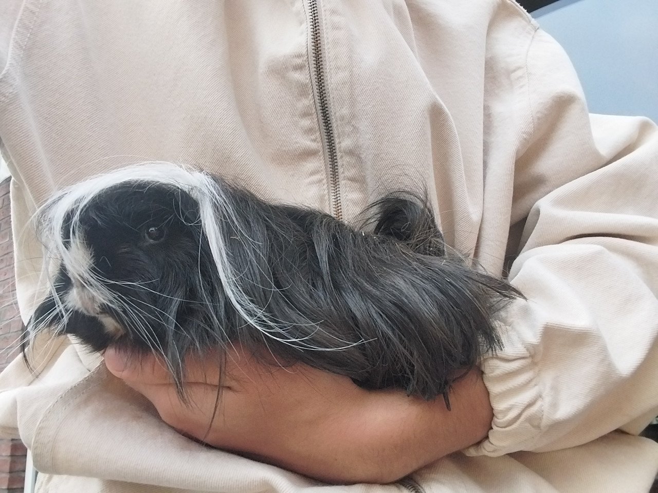 Peruvian mannetjes cavia