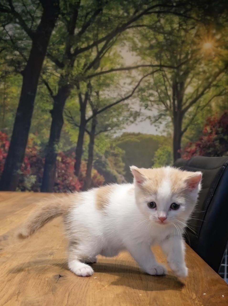 Superlieve Kittens - Britse korthaar / Pers