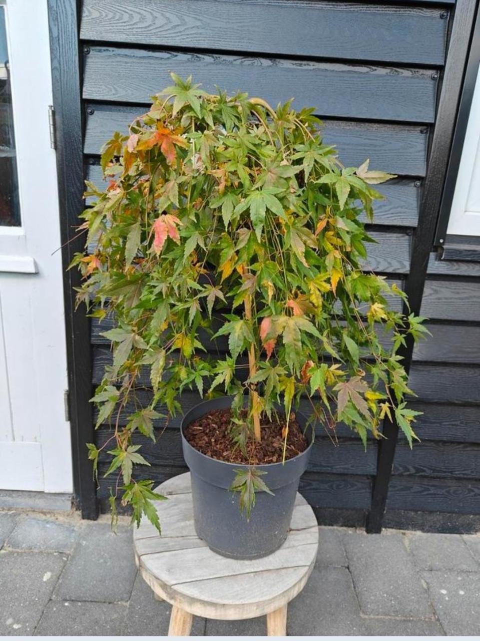Verschillende Japanse esdoorn bomen, zaailingen, Acer palmatum