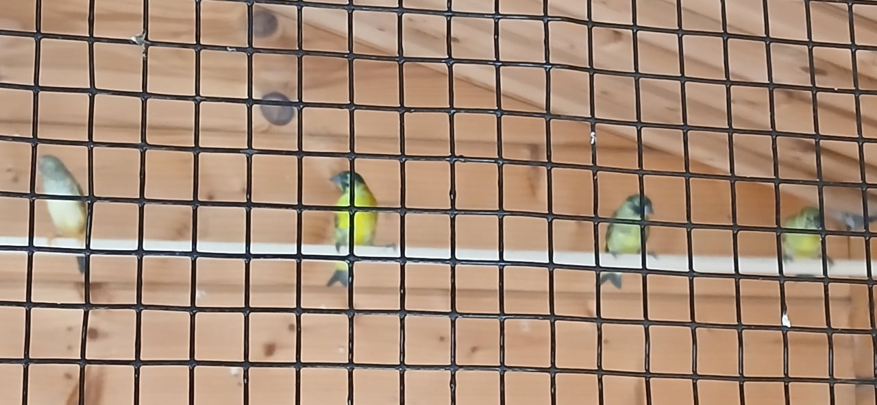 Vogels