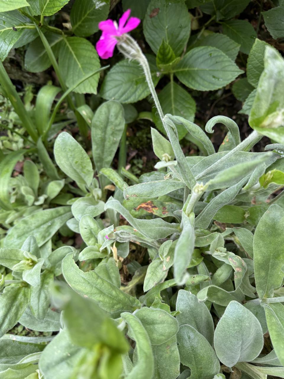 Tuinplanten, gratis af te halen, neem een pot/bak mee