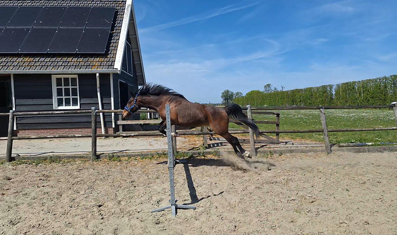 Pony talentvol en energiek, merrie 11jr, 145