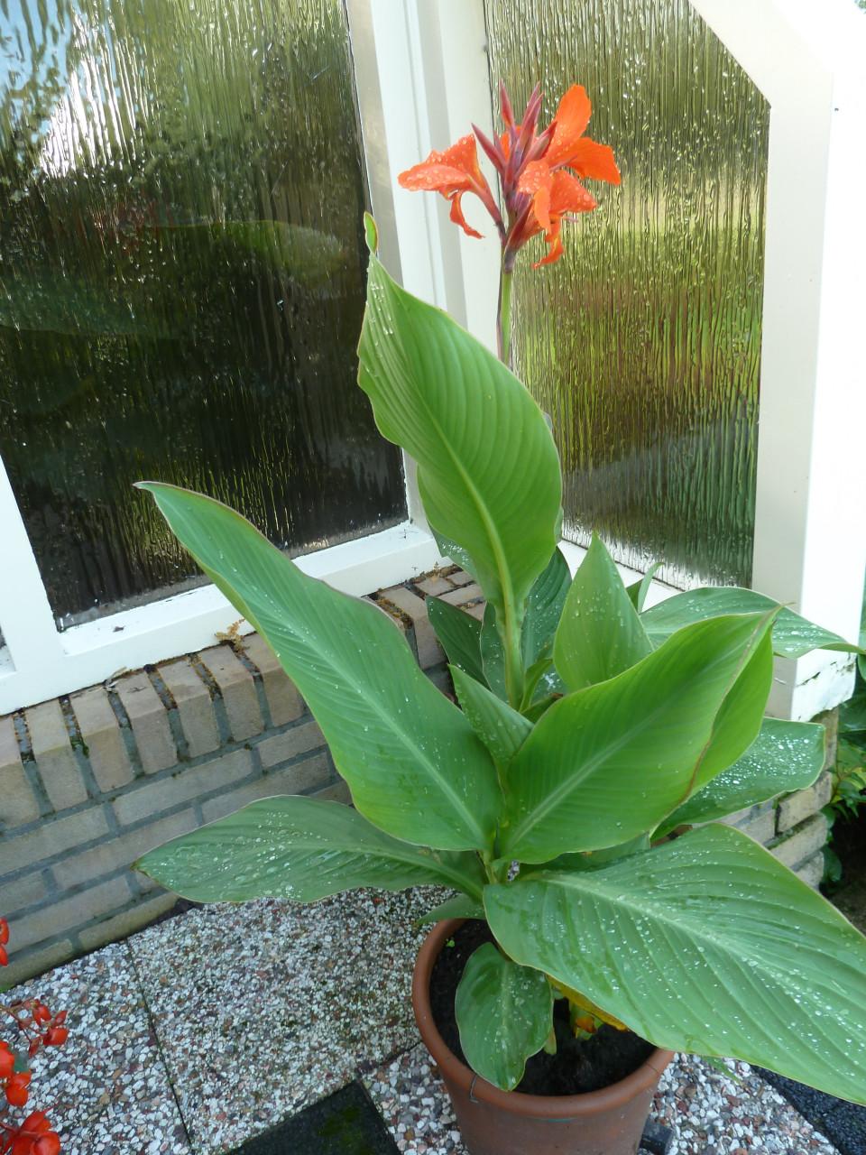 BLOEIENDE CANNA