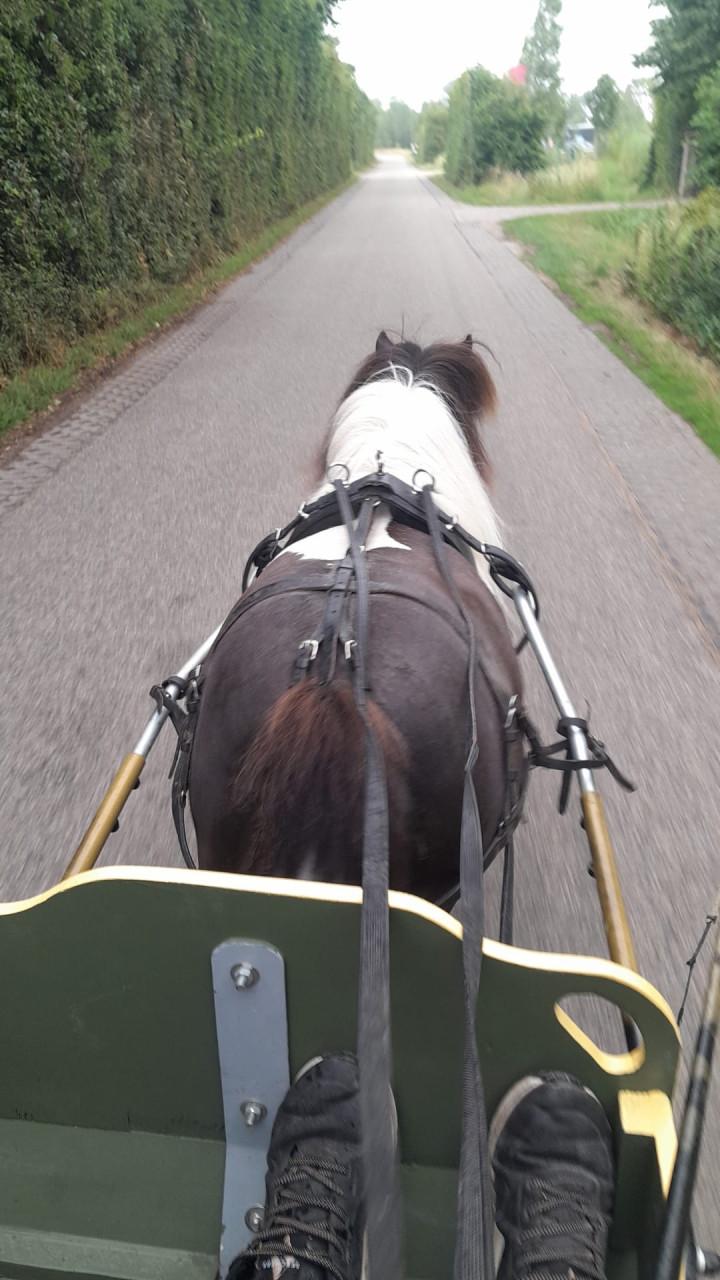 Zwartbonte 15 jarige Shetlander merrie