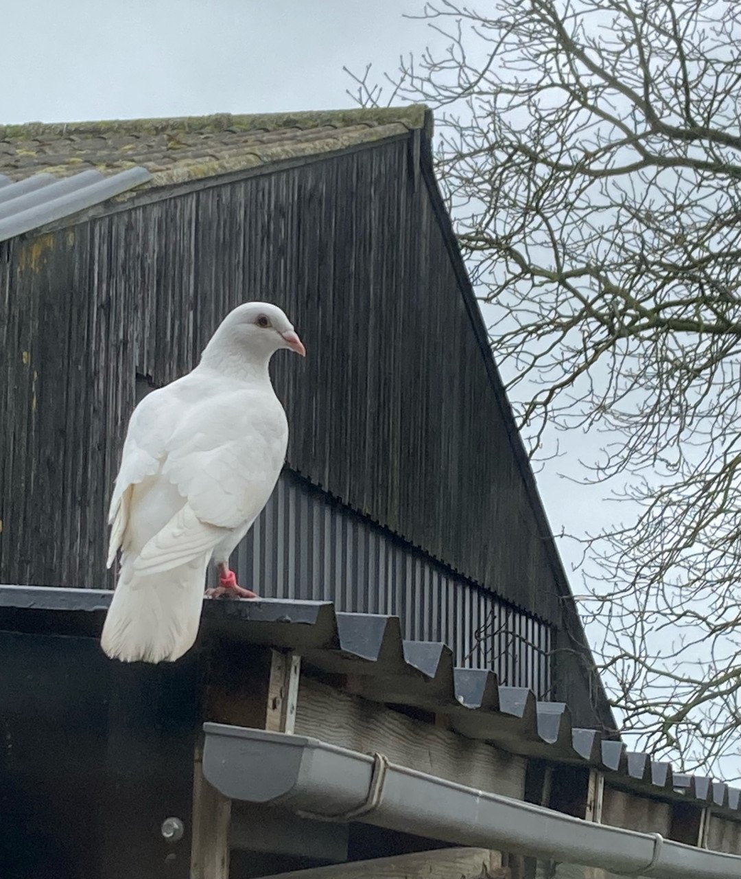 Trouwduiven