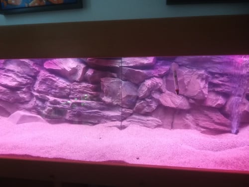 GROOT aquarium