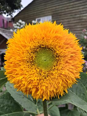 Biologische Bloemen Zaden