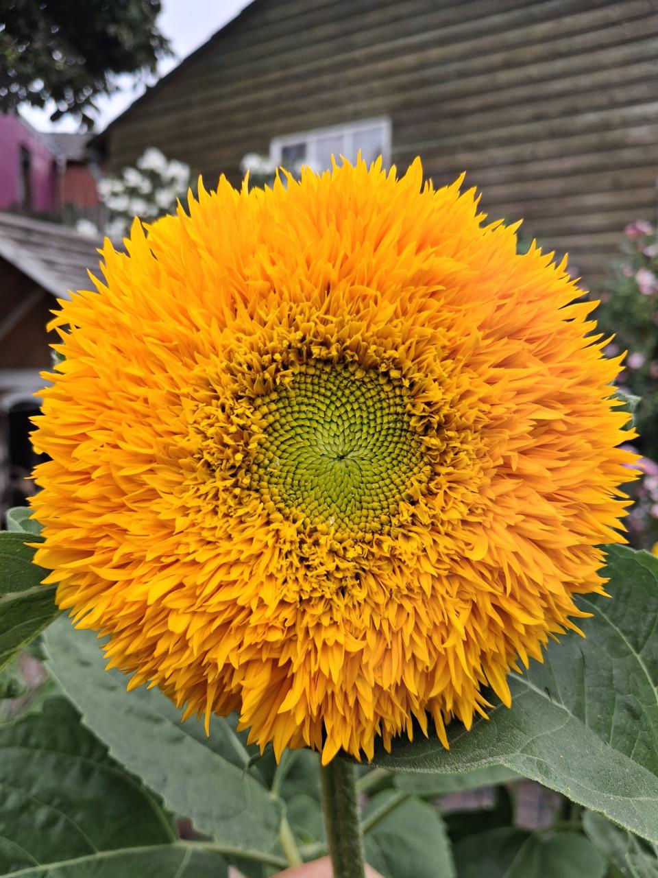Biologische Bloemen Zaden