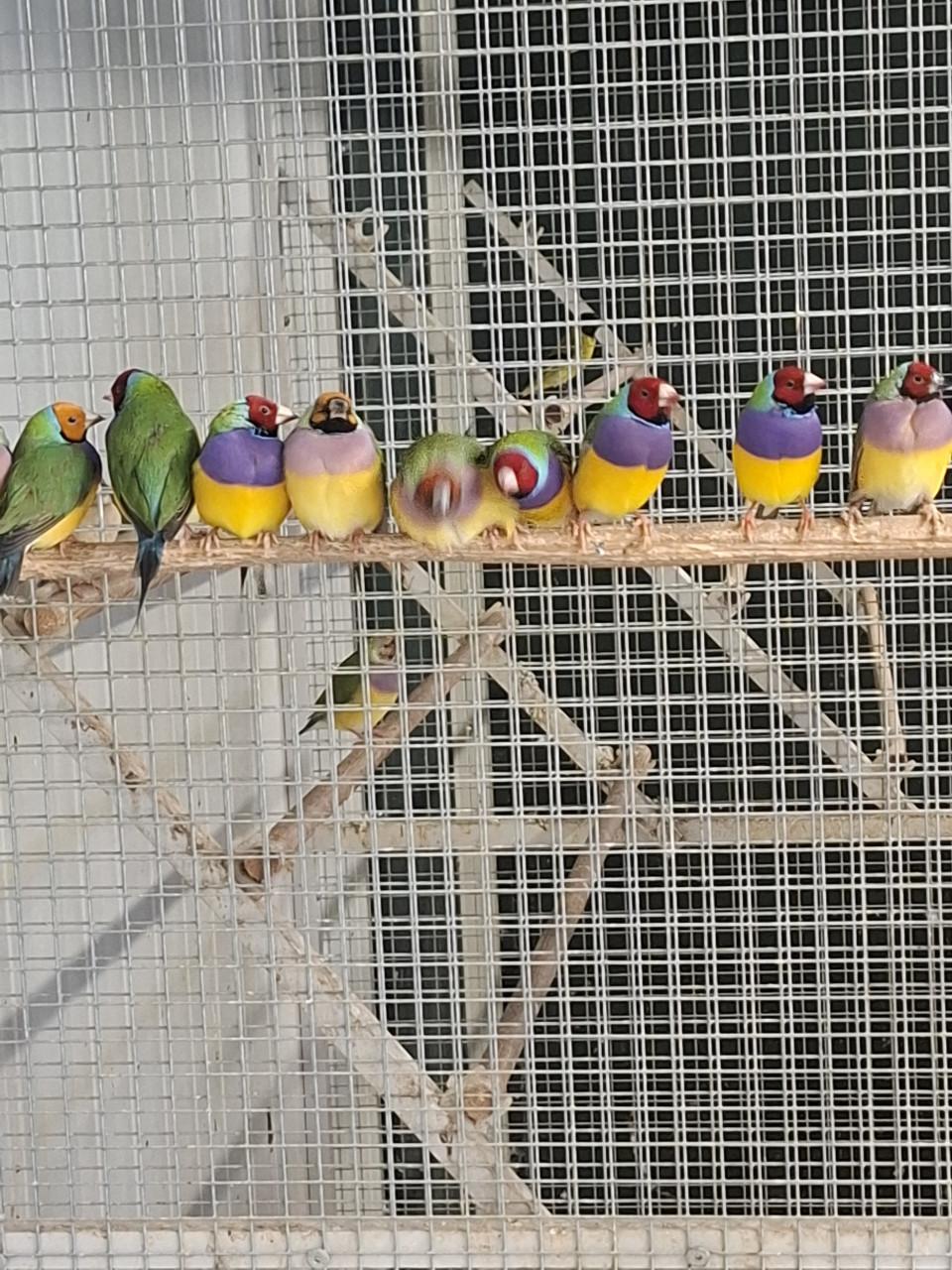 Gouldamadines op kleur